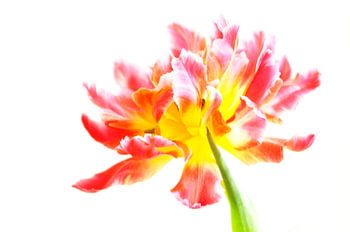 Tulip