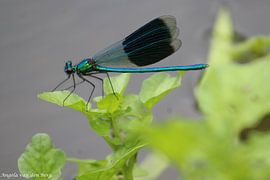 Libelle von Angela van den Berg
