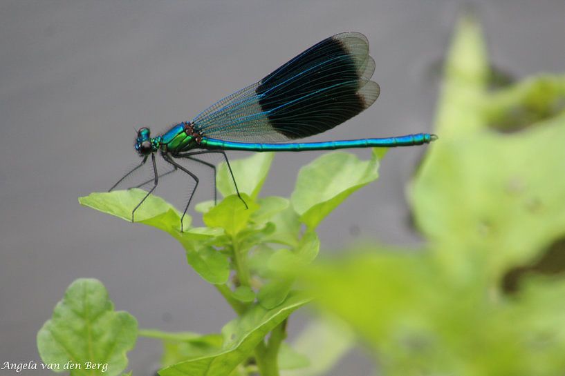 Libelle by Angela van den Berg