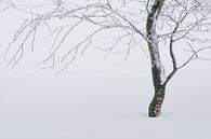 tree in the snow par Gonnie van de Schans Aperçu