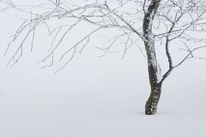 tree in the snow von Gonnie van de Schans