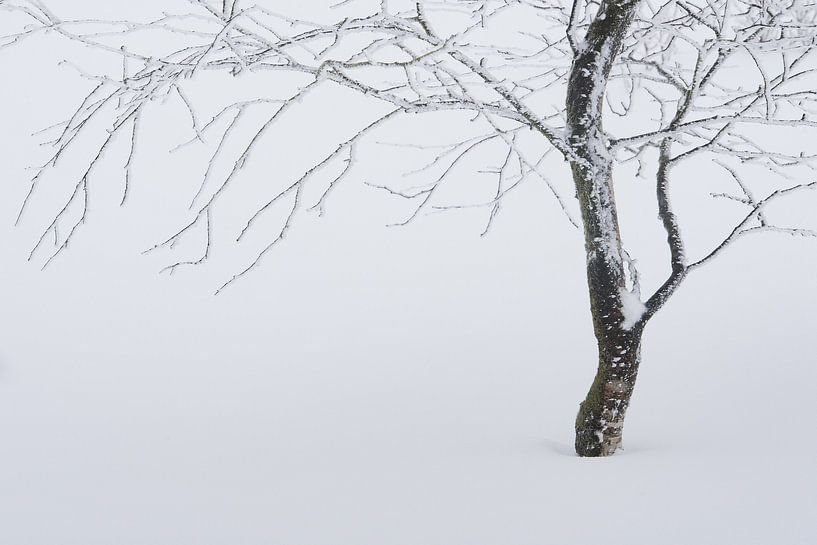 tree in the snow par Gonnie van de Schans
