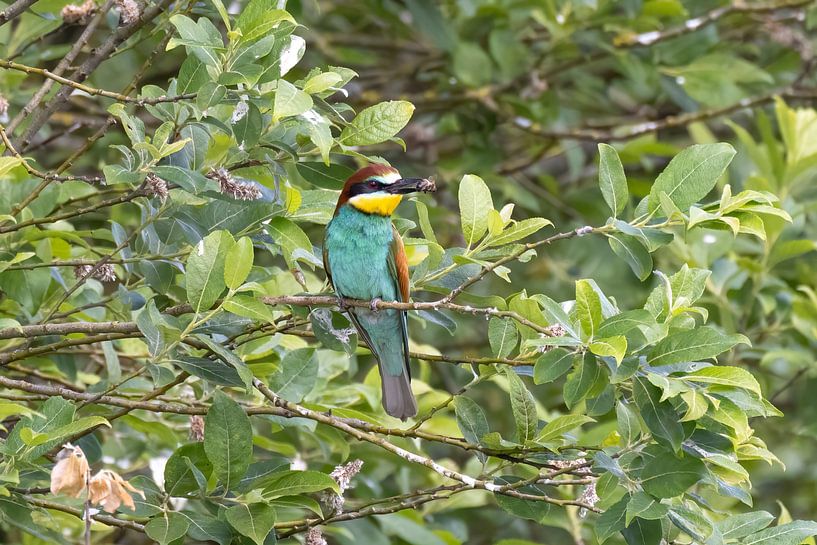 Bee-eater with prey by Teresa Bauer