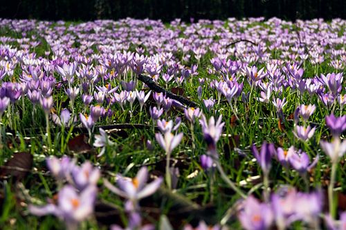Crocus meadow