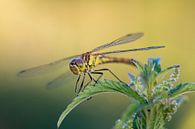 Dragonfly sitting on a nettle by MdeJong Fotografie thumbnail