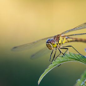 Libelle zittend op een brandnetel van MdeJong Fotografie