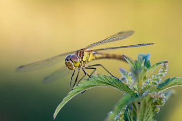 Libelle zittend op een brandnetel