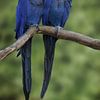 Foto van twee blauwe ara's, natuur, exotisch, tropische vogels van Joriali Fine Art