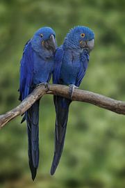 Foto von zwei blauen Aras, Natur, exotisch, tropische Vögel von Joriali Fine Art