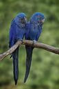 Photo of two blue macaws, nature, exotic, tropical birds by Joriali photography and paintings thumbnail
