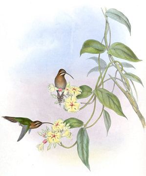 Obscure Hermit, John Gould van Hummingbirds