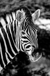 Zebra by Jan van Reij