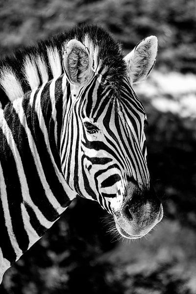 Zebra par Jan van Reij