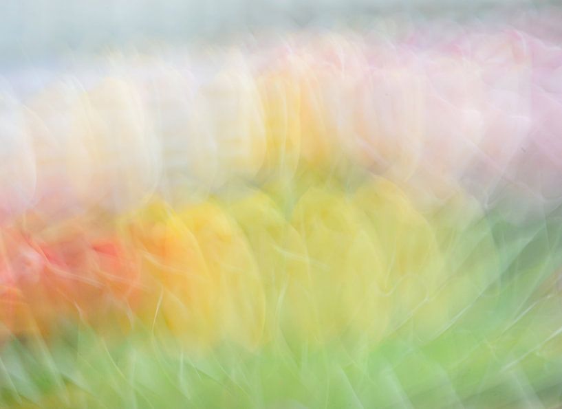Tulips by willie smink