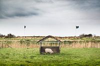 Texel XXIV