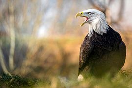 Aigle de mer américain sur Lisa Dumon