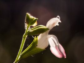 Lèvres chaudes dans le soleil du matin