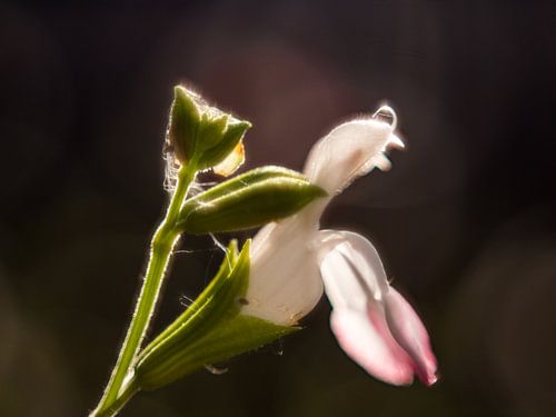 Hot Lips In De Ochtendzon