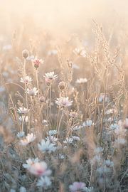 Zarte Frühlingsträume von Dante S