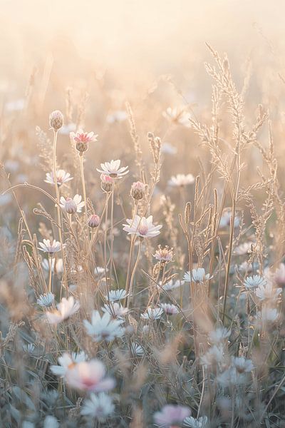 Fijne lentedromen van Dante S