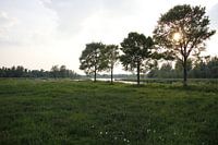 Laagstaande zon achter de bomen