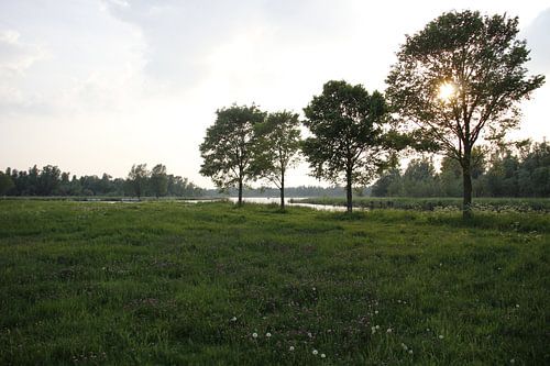 Laagstaande zon achter de bomen