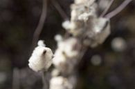 close up van een katoen achtige plant van Robrecht Kruft thumbnail
