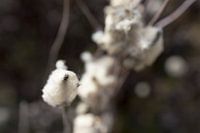 close up van een katoen achtige plant