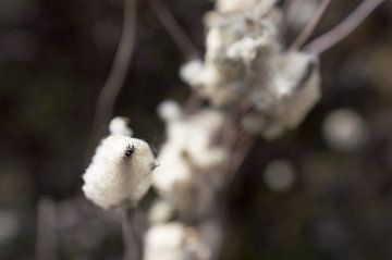 close up van een katoen achtige plant van Robrecht Kruft