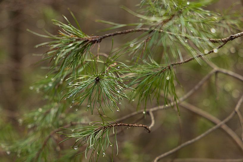 Noordlaarderbos -Noordlaren (Netherlands) by Marcel Kerdijk