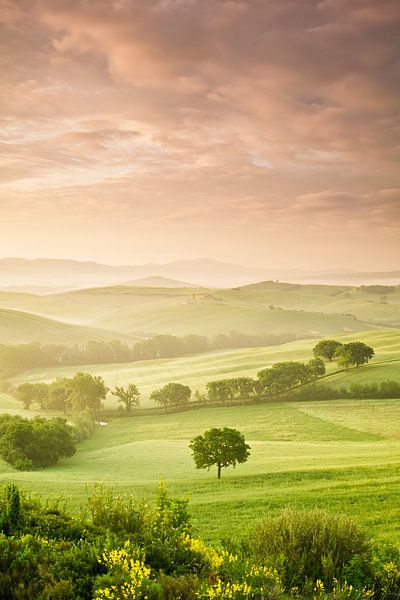Einzelner Baum bei Sonnenaufgang, Toskana, Italien von Markus Lange