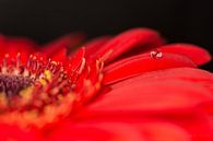 Rote Blume mit Tropfen von Atelier Liesjes Miniaturansicht