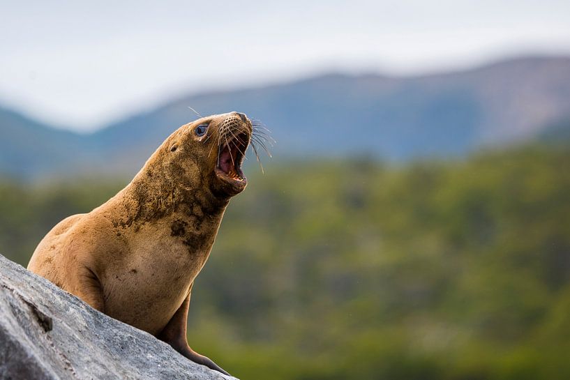 Chile - Small Sea Lion by Jack Koning