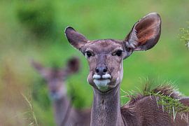 African Antelope by Melanie van der Rijt