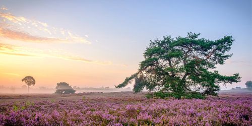 Dennenboom omringd door bloeiende heideplanten tijdens zonsopgang