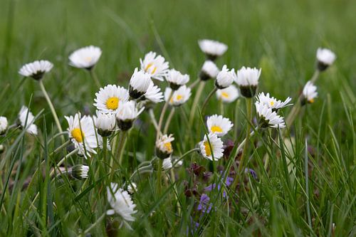 The Awakening Meadow