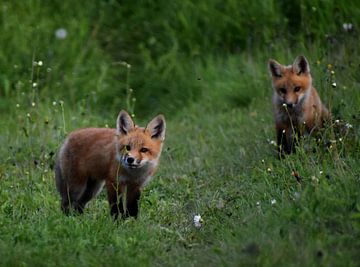 Young foxes in a field in spring by Claude Laprise