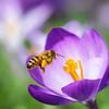 Frühlingserwachen - Biene und Krokus von ManfredFotos