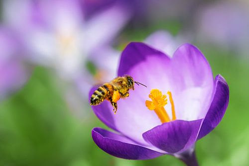 Frühlingserwachen - Biene und Krokus von ManfredFotos