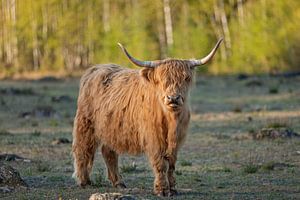 Blonde Hochländerin