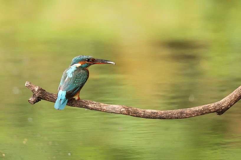 Martin-pêcheur par Erik Veltink