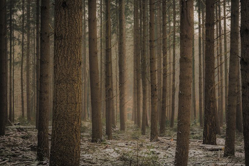 Snowy dark pine tree forest by Sjoerd van der Wal Photography