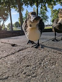 Guckguck von Wouter van der Mark