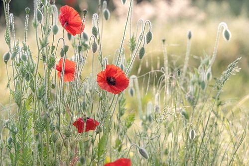 Pavot rouge dans une prairie d'été