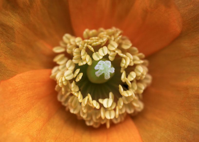 Fleur d'oranger par MSP Canvas