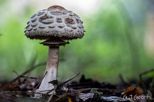 Paddenstoel in het bos een rustig stukje natuur