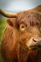 Scottish Highlanders in the rain