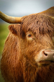 Schotse hooglanders in de regen