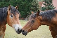 Trakehner Feldmeyer en Rijnlands Duitse Koudbloed Enzo van Babetts Bildergalerie thumbnail