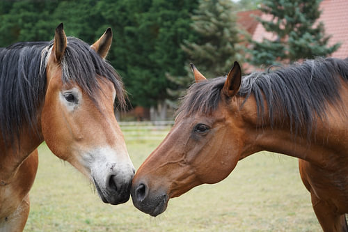 Trakehner Feldmeyer en Rijnlands Duitse Koudbloed Enzo